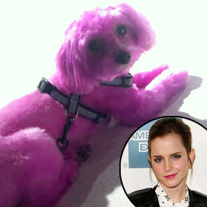 Emma Watson, Pink Dog Emma Watson, Pink Dog